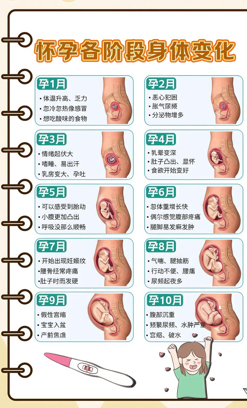 揭秘供卵代孕妈妈怀孕小腹分两节，孕期变化的奥秘宁夏代生机构: